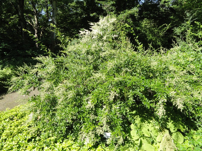 Waxyleaf Privet photo 4
