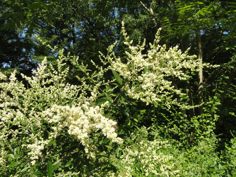 Waxyleaf Privet