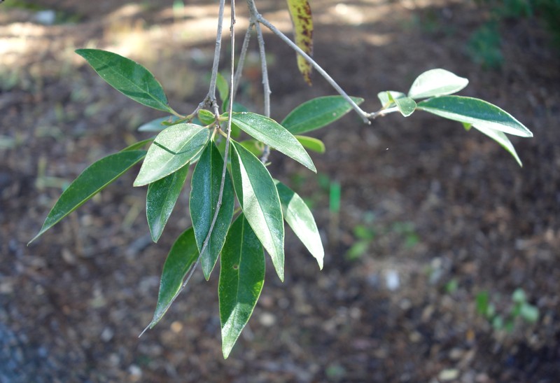 Waxyleaf Privet photo 2