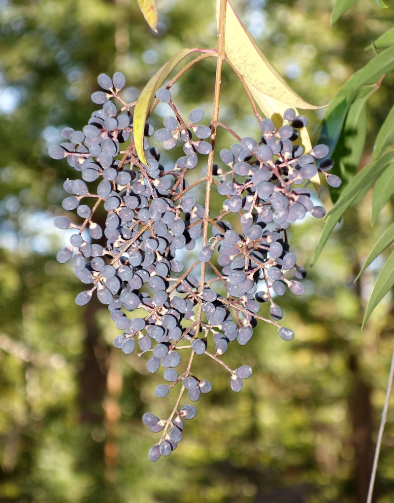 Waxyleaf Privet photo 3