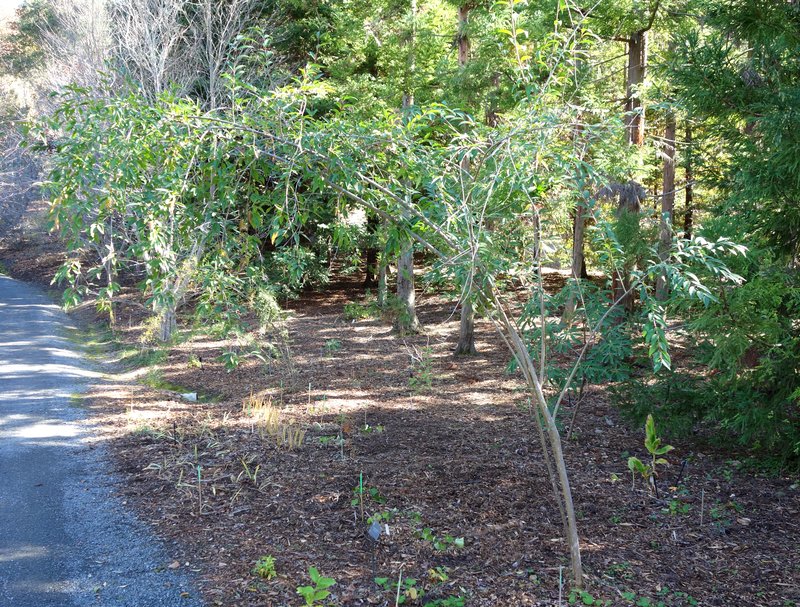Waxyleaf Privet photo 5