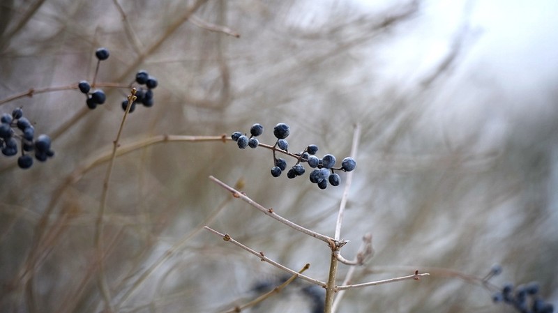 Waxyleaf Privet photo 6
