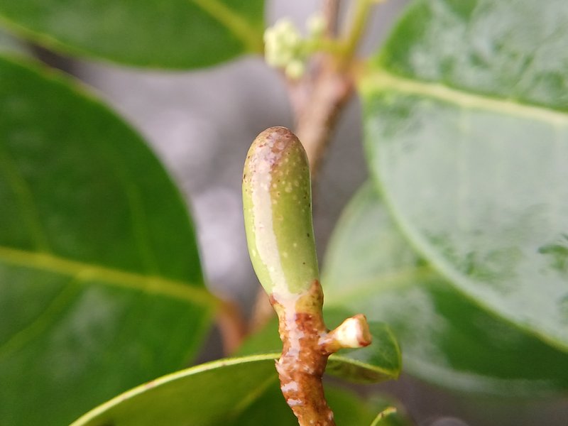 Wild Privet