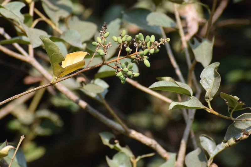 Ligustrum robustum subsp. perrottetii photo 2