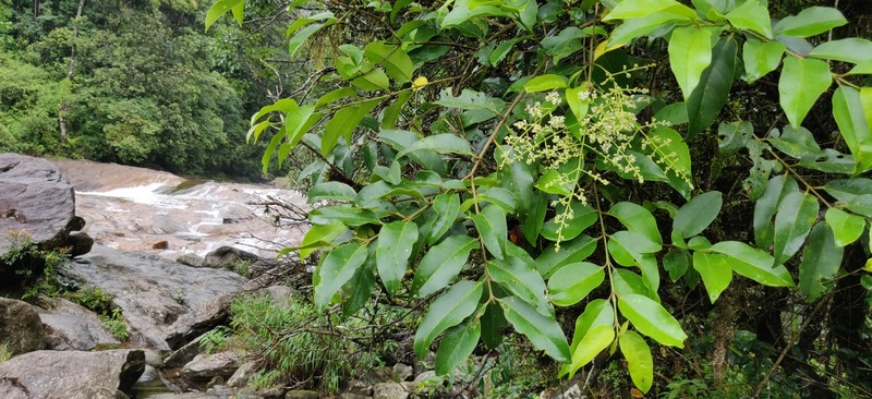 Ligustrum robustum subsp. perrottetii photo 3