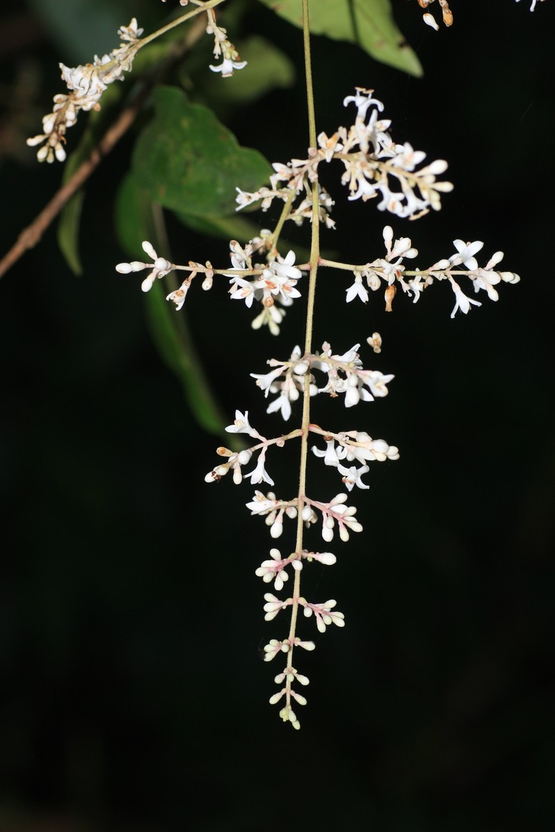 Ligustrum robustum subsp. perrottetii photo 4