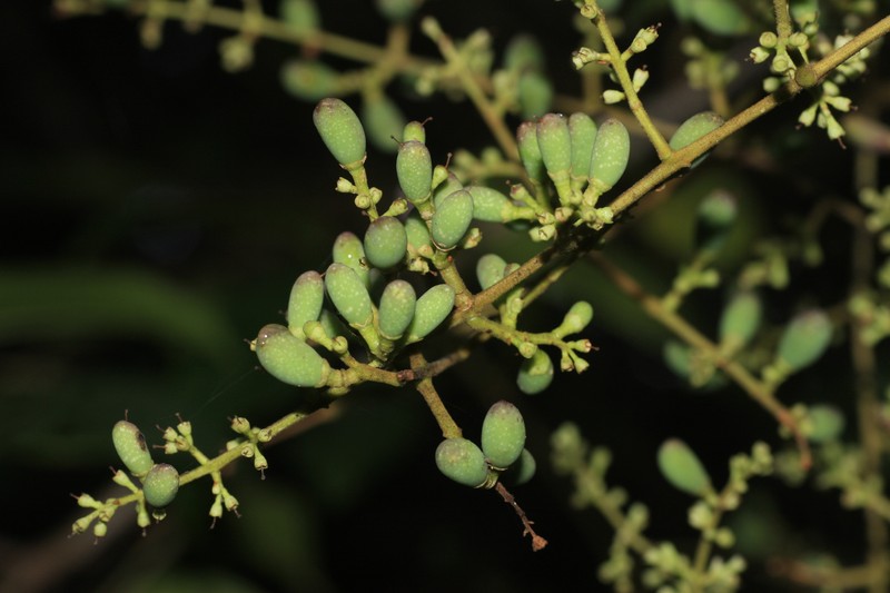 Ligustrum robustum subsp. perrottetii photo 5