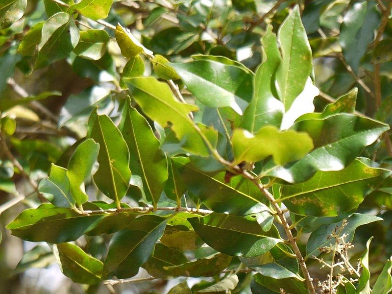 Ligustrum robustum subsp. perrottetii