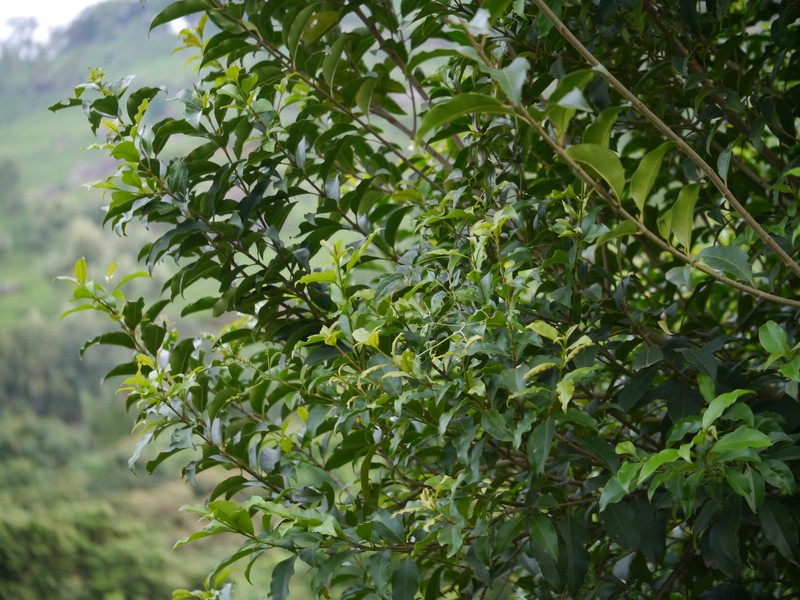 Ligustrum robustum subsp. perrottetii photo 6