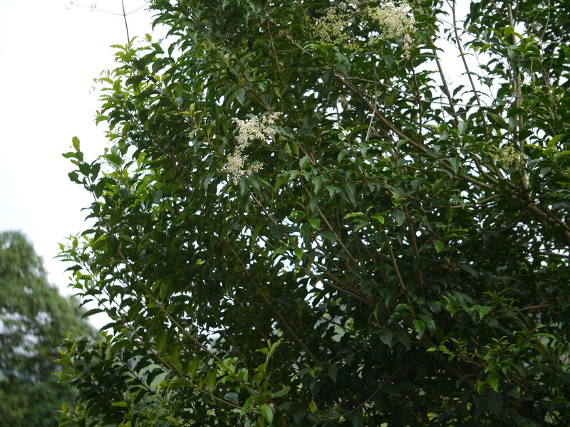 Ligustrum robustum subsp. perrottetii photo 7