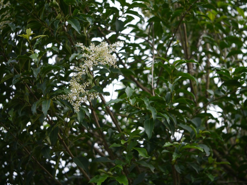 Ligustrum robustum subsp. perrottetii photo 8