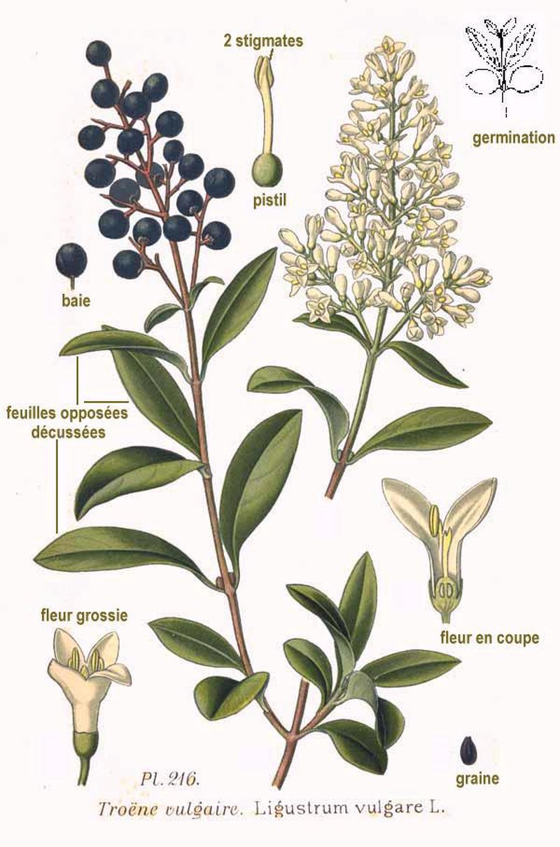 Privet