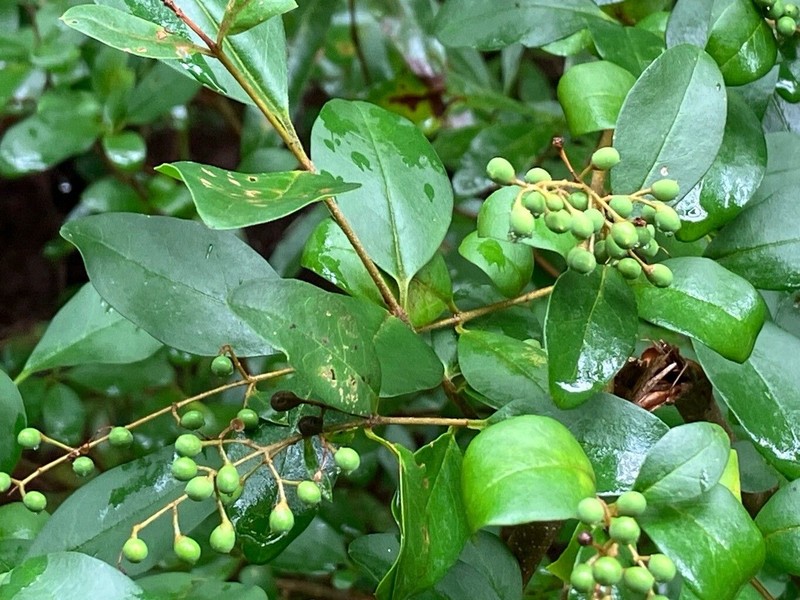 Chinese Privet photo 2