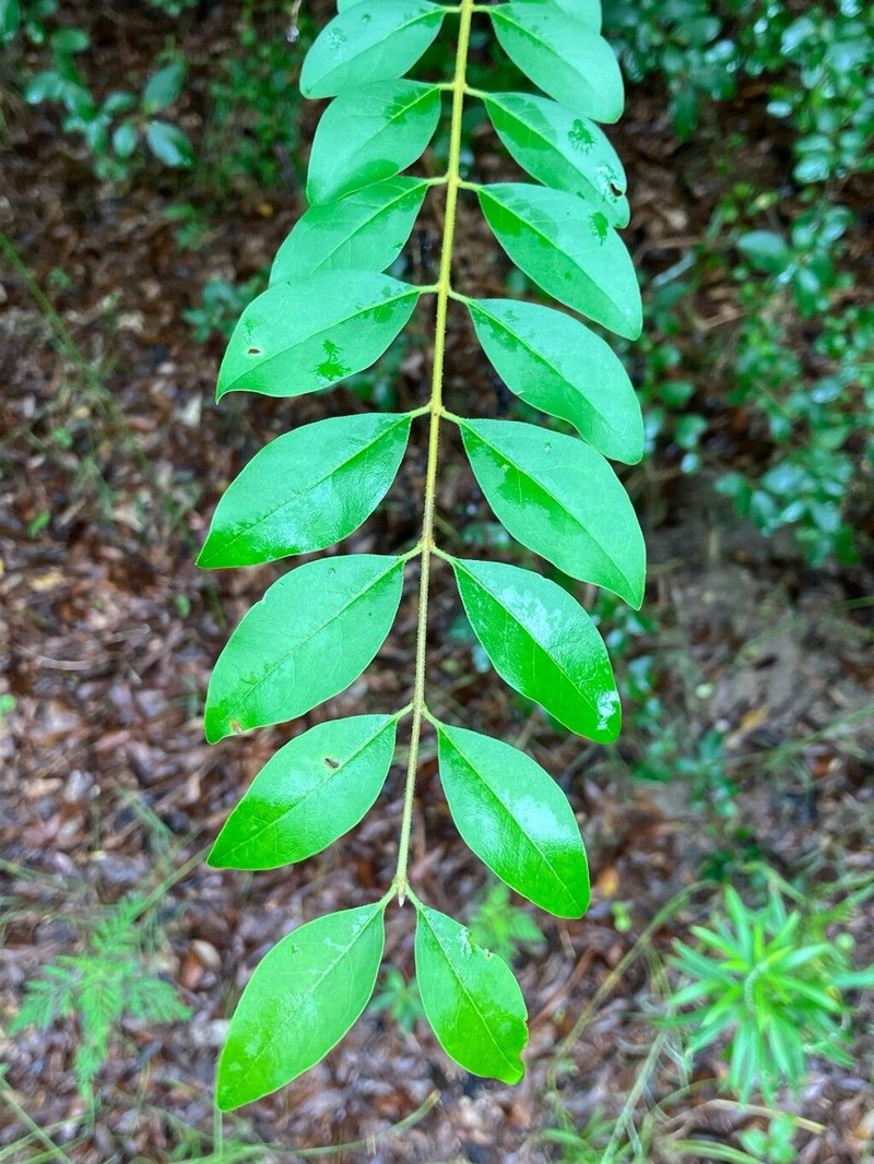 Chinese Privet photo 3