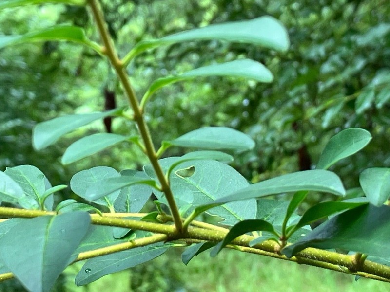 Chinese Privet photo 4