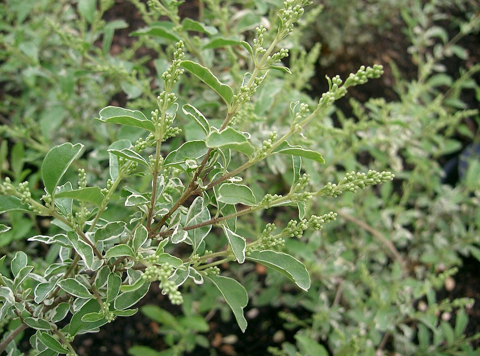 Chinese Privet photo 5