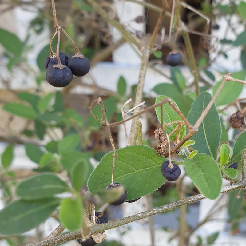 Chinese Privet photo 6