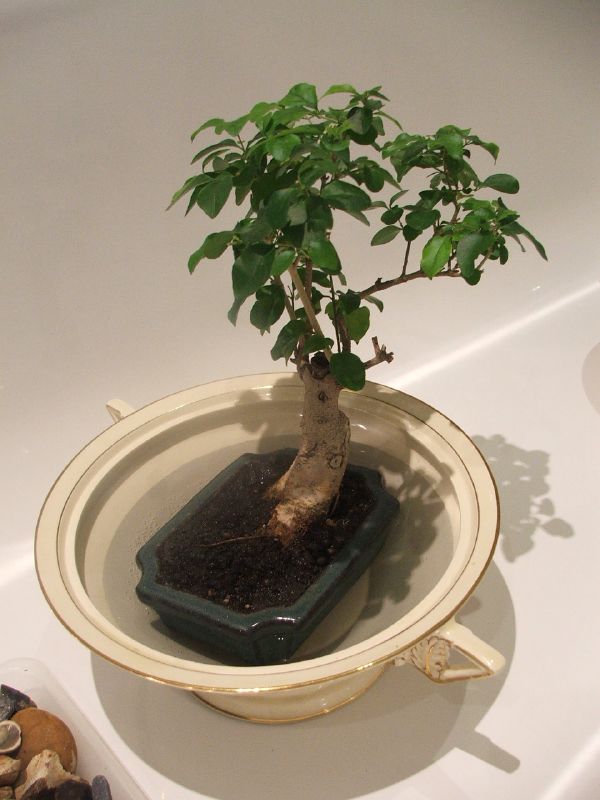 Chinese Privet photo 7