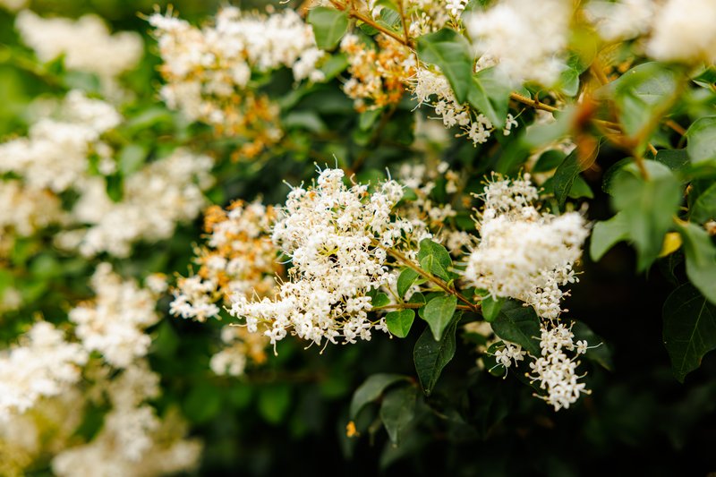 Chinese Privet photo 8