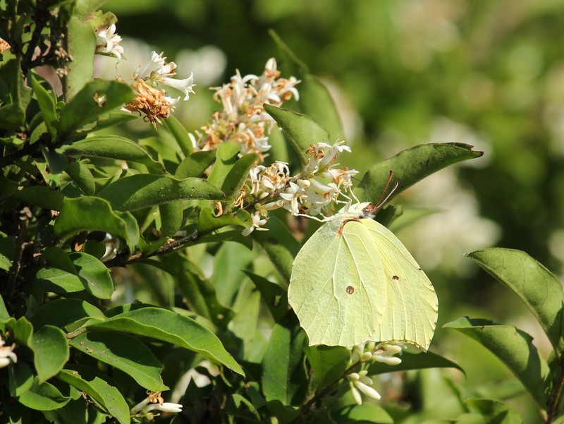 Tschonosky Privet photo 2
