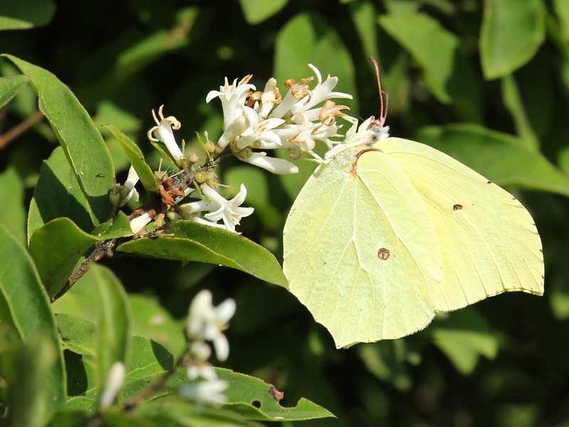 Tschonosky Privet photo 3