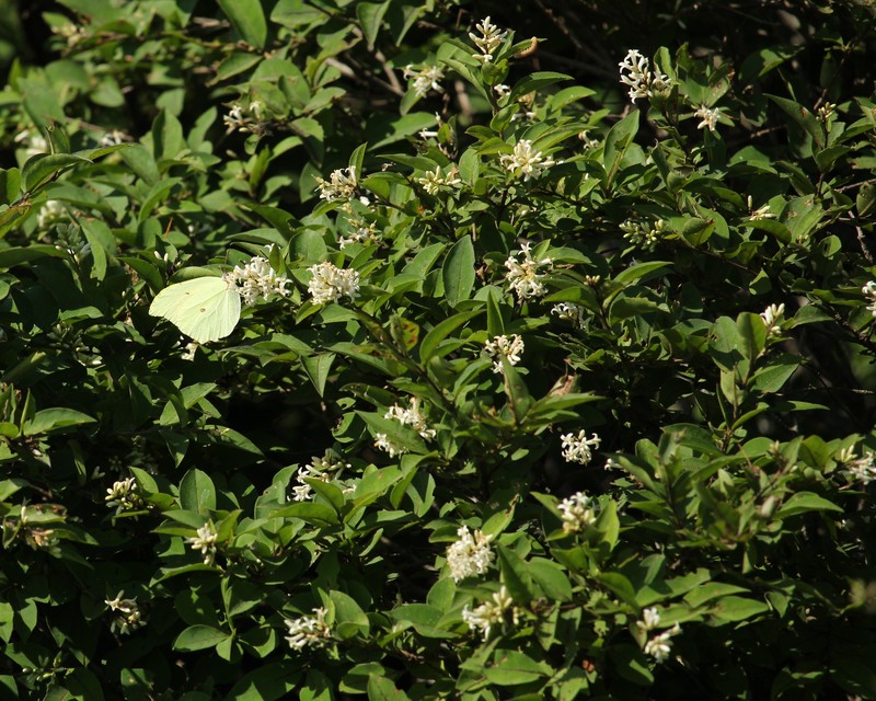 Tschonosky Privet