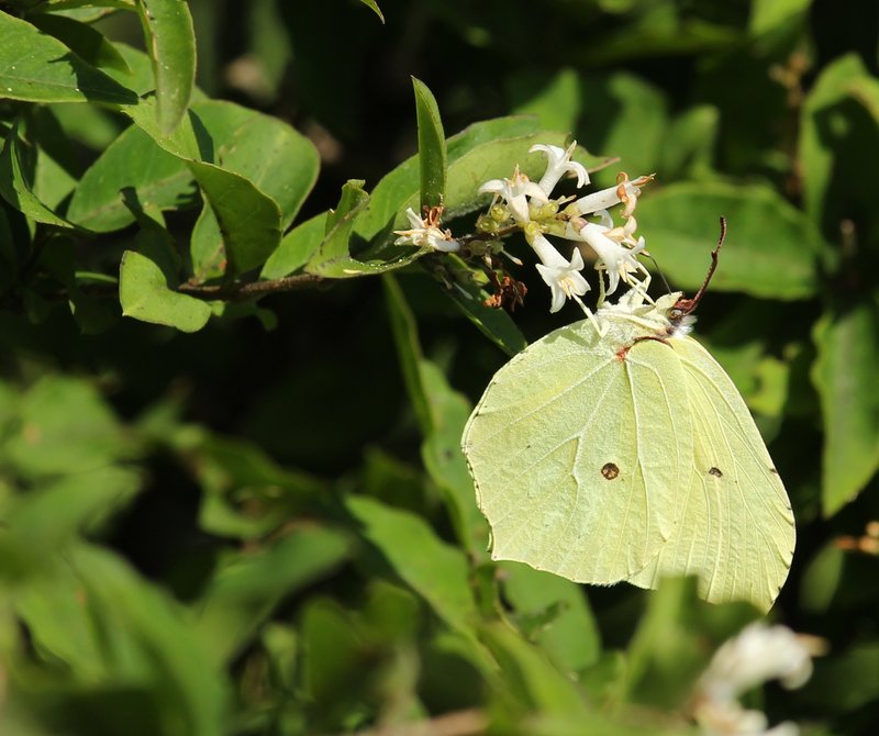 Tschonosky Privet photo 6