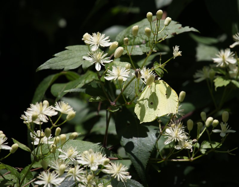Tschonosky Privet photo 8