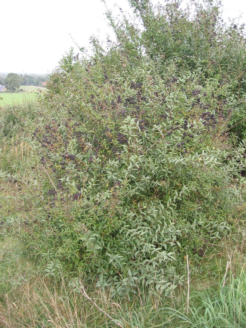 European Privet