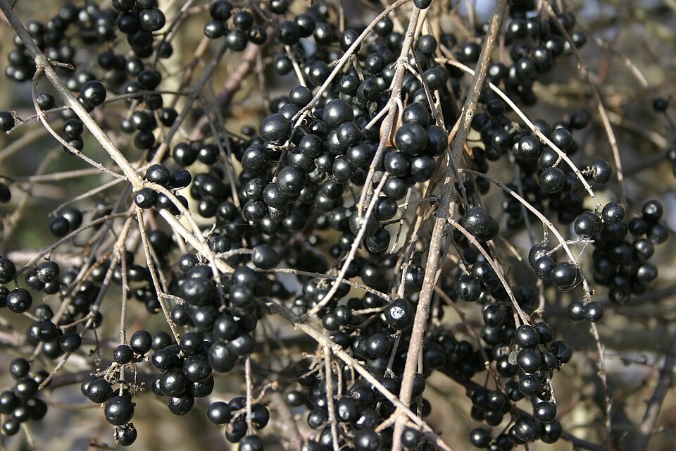 European Privet photo 2
