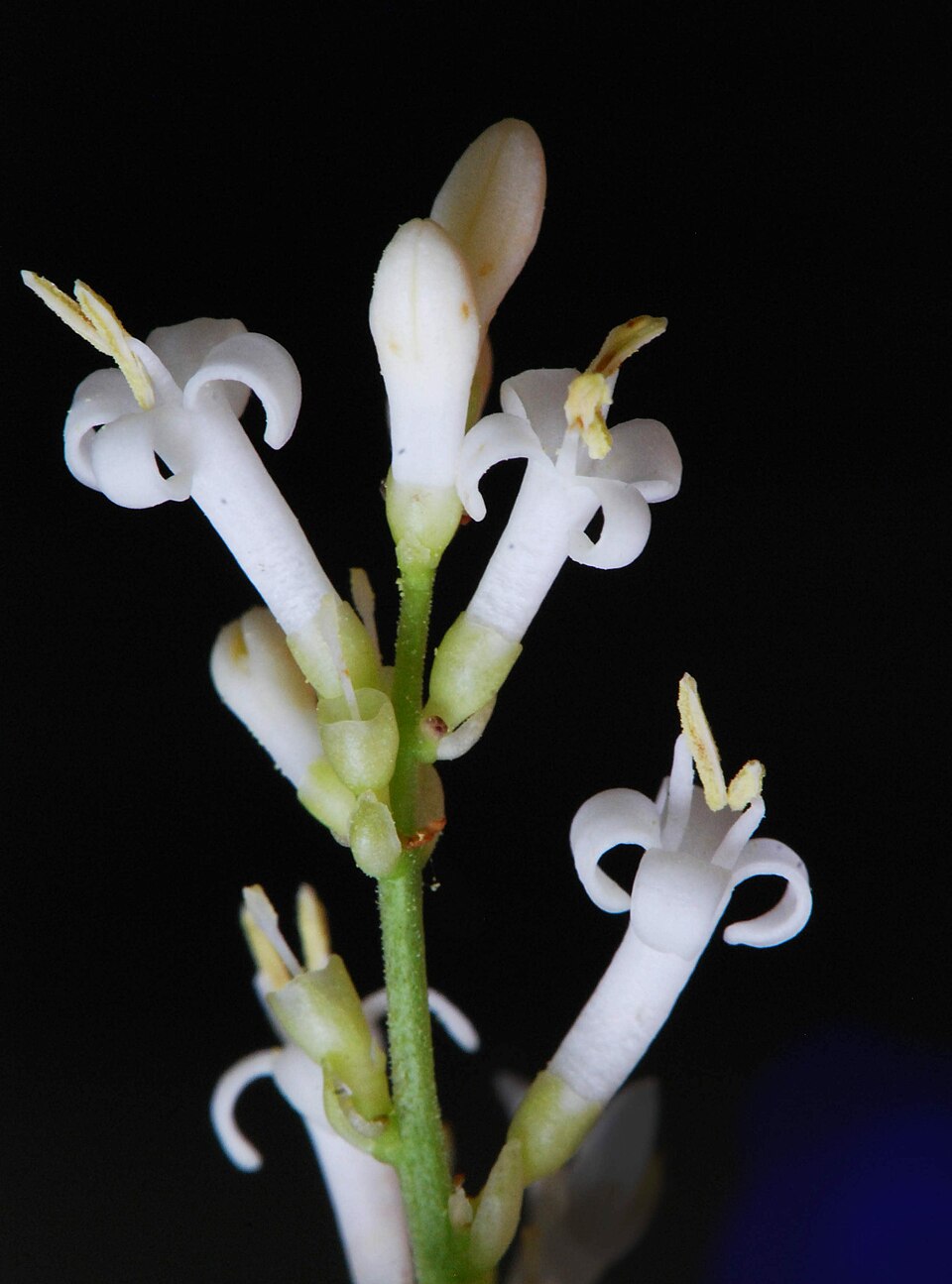 European Privet photo 3