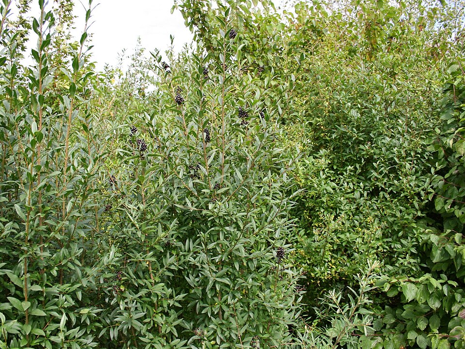 European Privet photo 4