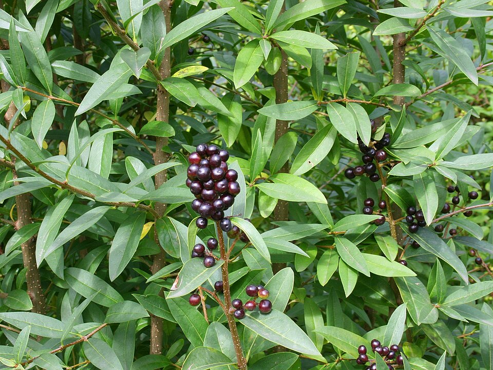 European Privet photo 5