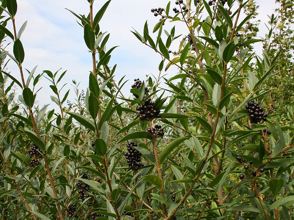 European Privet photo 6