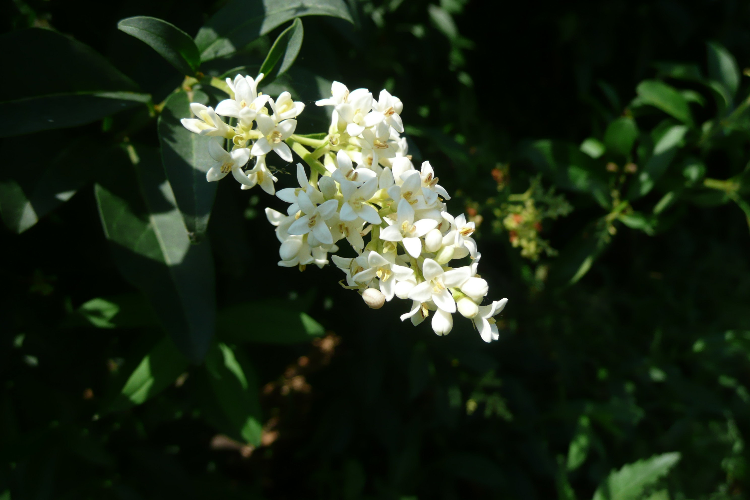 European Privet photo 7