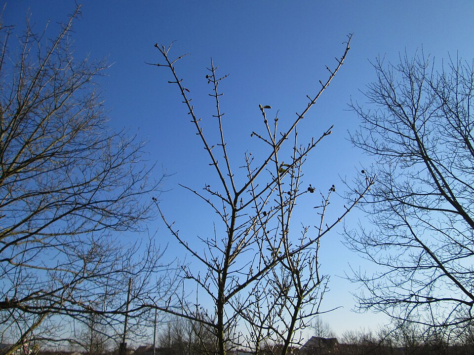 European Privet photo 8