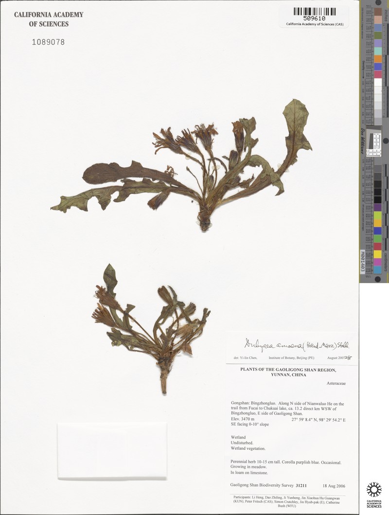 Lihengia amoena