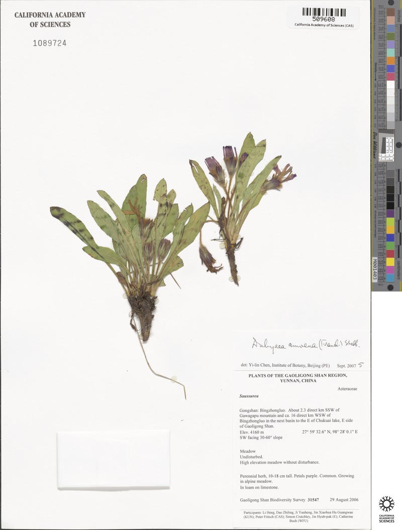 Lihengia amoena photo 2