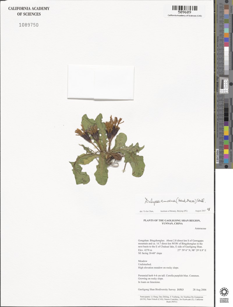 Lihengia amoena photo 3