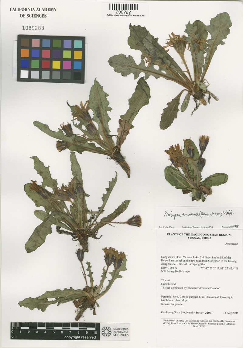 Lihengia amoena photo 4