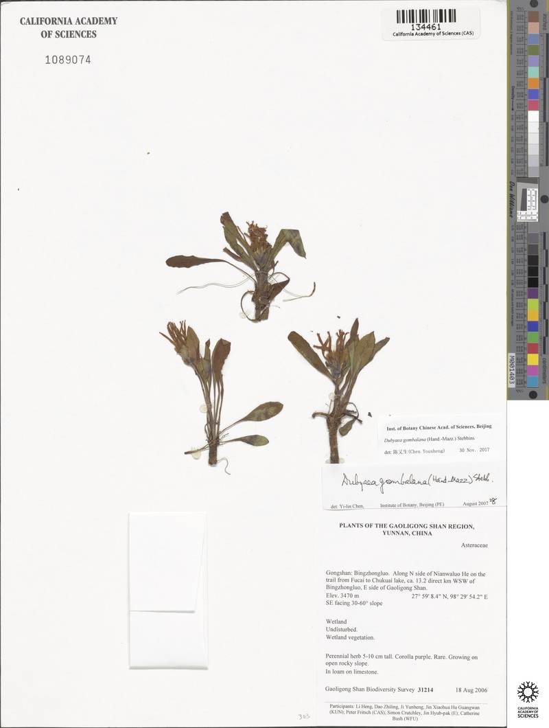 Lihengia gombalana