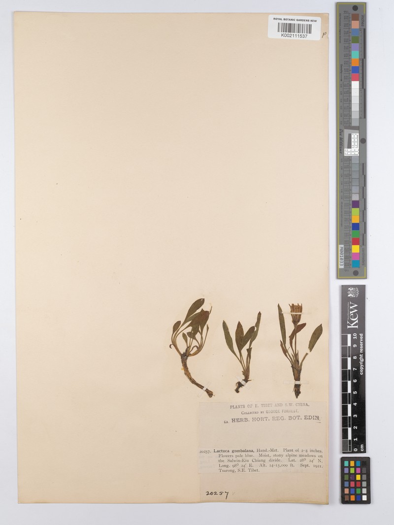 Lihengia gombalana photo 3