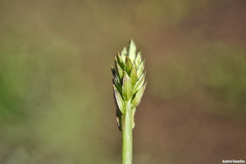 Awl-Leaf Lilaea photo 4