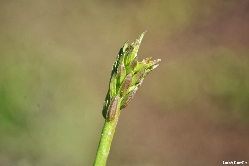 Awl-Leaf Lilaea photo 2