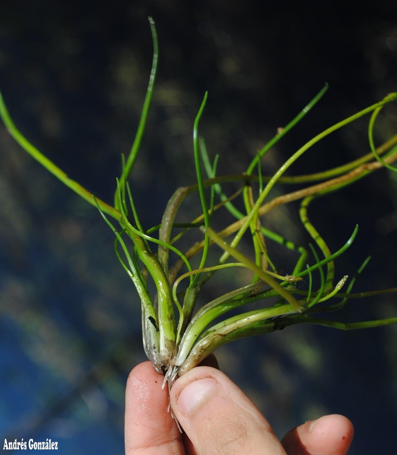 Awl-Leaf Lilaea photo 3