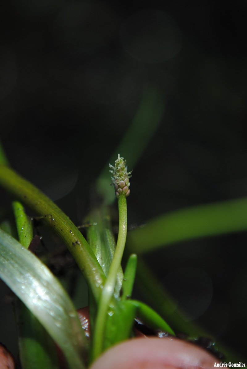 Awl-Leaf Lilaea photo 5
