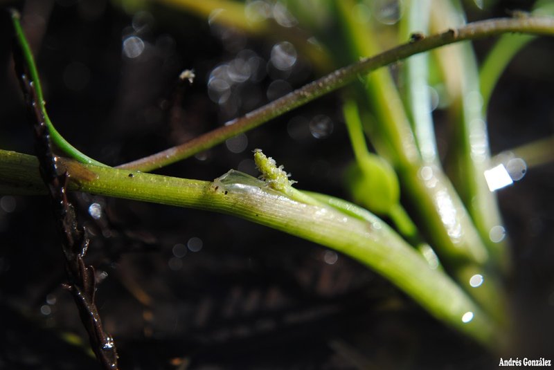 Awl-Leaf Lilaea photo 6