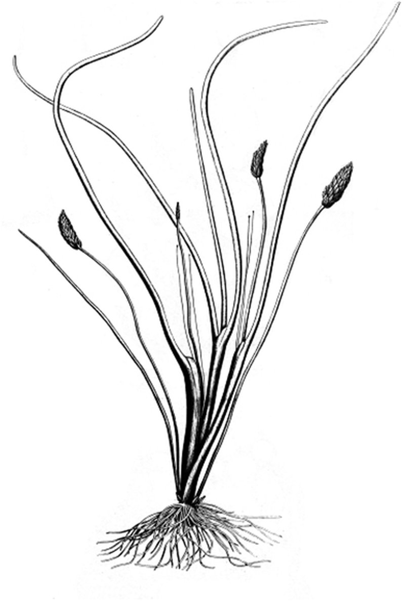 Awl-Leaf Lilaea photo 7