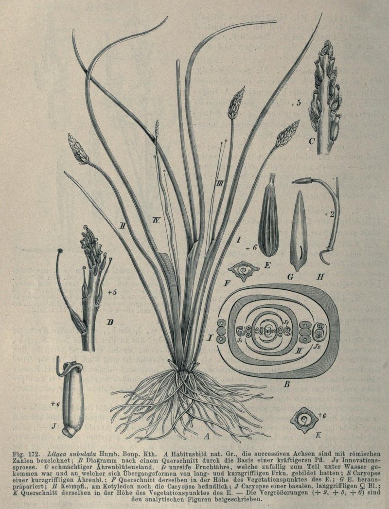 Awl-Leaf Lilaea photo 8