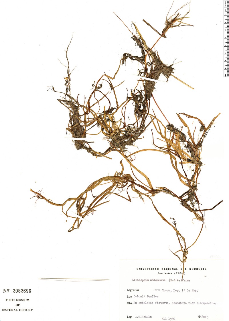 Lilaeopsis attenuata subsp. attenuata